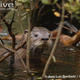 Illustration for article titled Monday Mustelid - Lontra provocax Edition